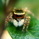 Jumping Spider