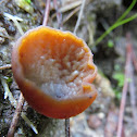 Cup fungus