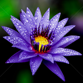 by Asher Jr Salvan - Flowers Flowers 2011-2013
