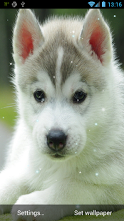 Lastest Puppy Live Wallpaper APK