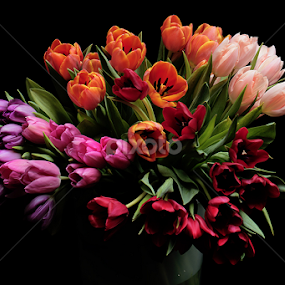 Tulip by Basuki Mangkusudharma - Flowers Flower Arangements