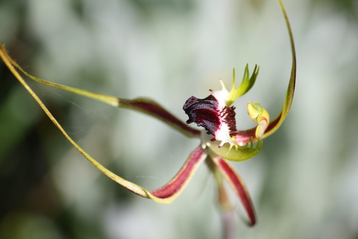 Green-comb Spider Orchid