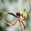 Green-comb Spider Orchid