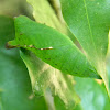 chrysalis of green-spotted triangle