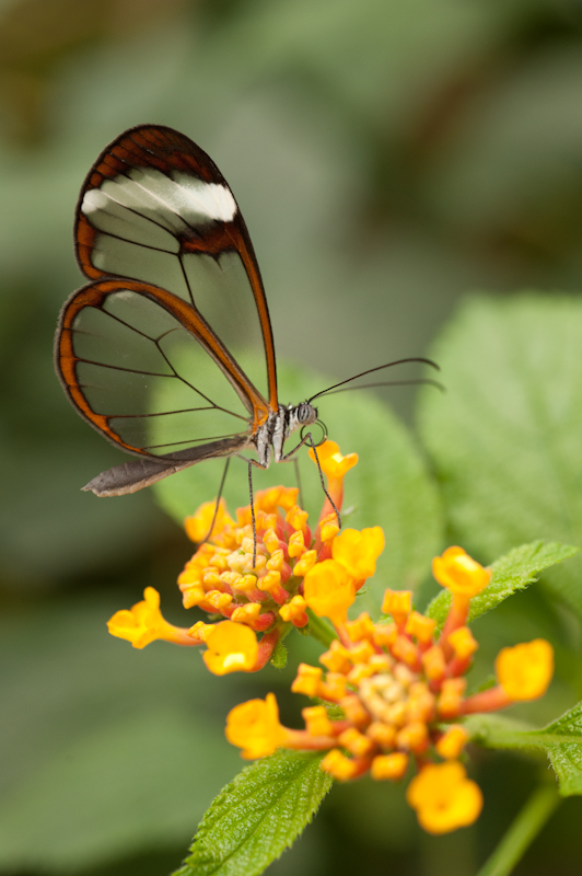 Glasswinged Butterfly