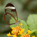 Glasswinged Butterfly