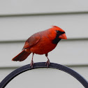 Northern Cardinal