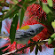 northern parula warbler