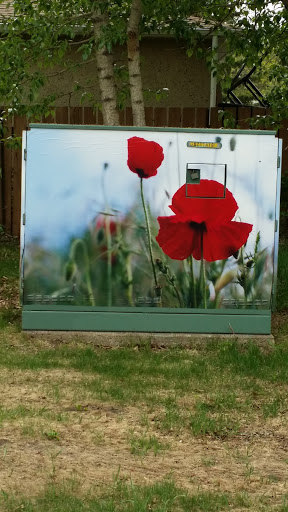 Poppies Painted Electrical Box