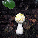 amanita gemmata