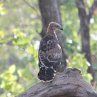 Changeable Hawk-eagle