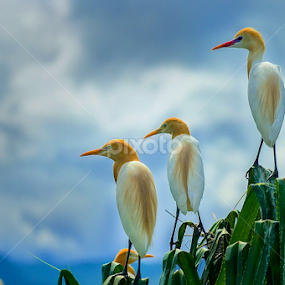 BANGAU by Edwin Prajusa - Animals Birds