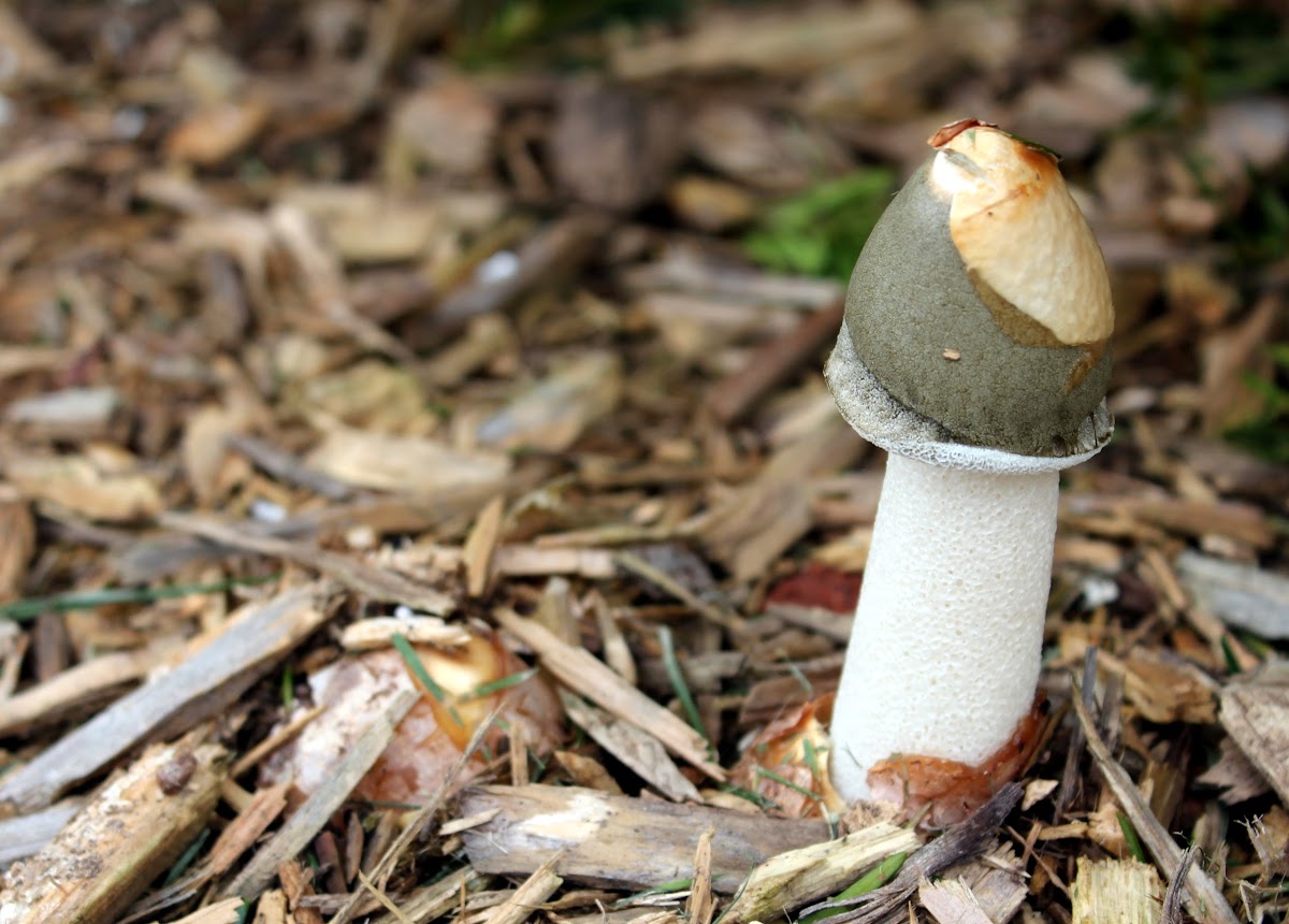 Ravenel's Stinkhorn