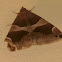 Noctuoid Moth