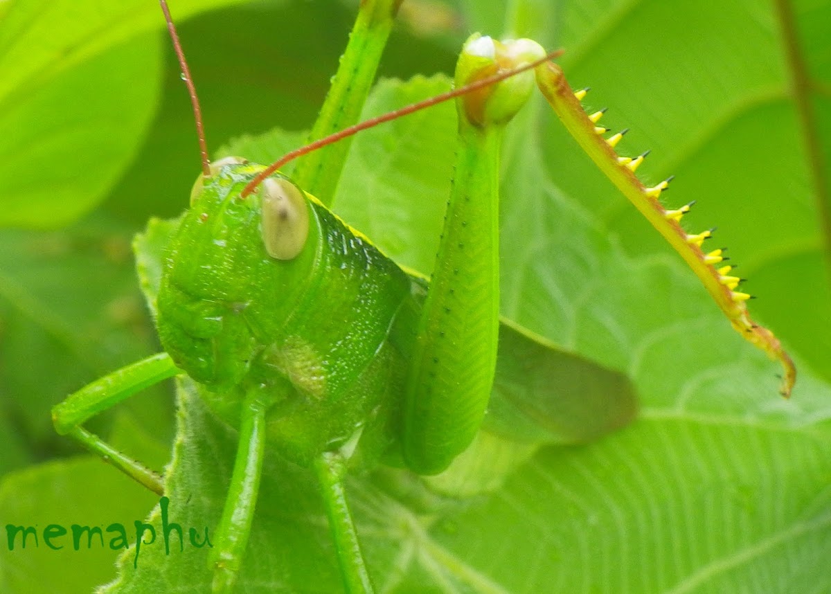 Big Green Grasshopper