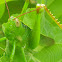 Big Green Grasshopper