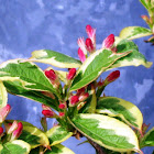 Variegated azalea (red ruffles)