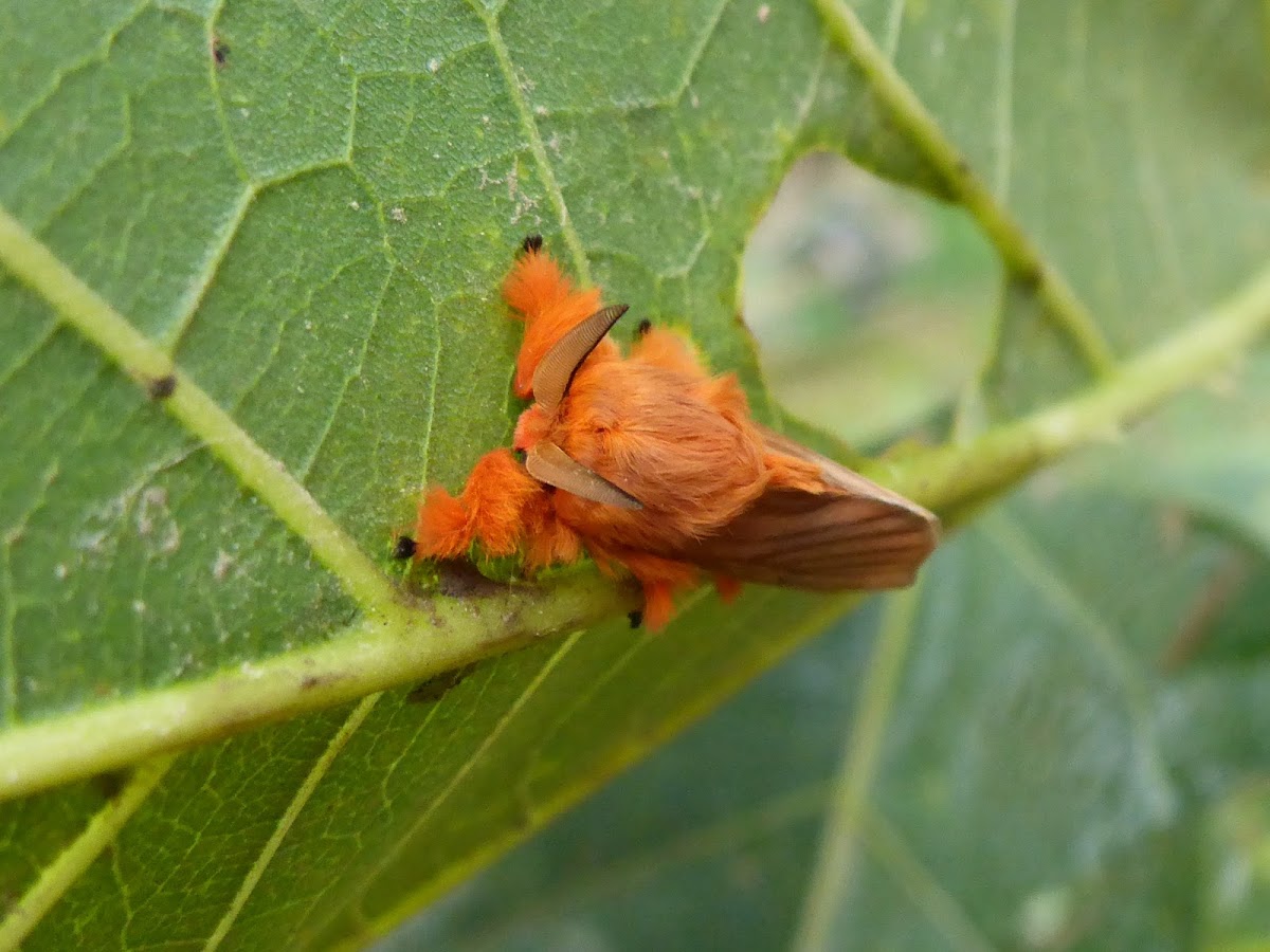 Flannel Moth Project Noah
