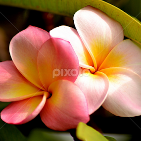 Pink Frangipani 113 by Mark Zouroudis - Flowers Tree Blossoms
