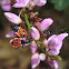 Harlequin Bug