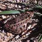 Northern Leopard frog