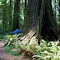 Oregon Tree Hugger
