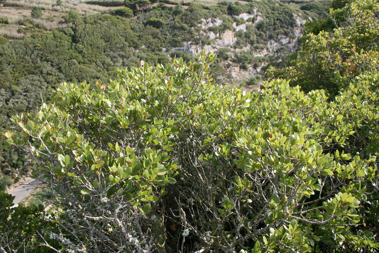Kermes Oak