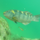 Banded Wrasse