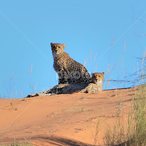 Kgalagadi Transfrontier Park Cheetahs by Adrian Boom - Animals Lions, Tigers & Big Cats