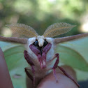 Luna Moth (Male)