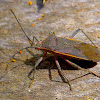 Red Eyed Bug from the Monarch Sanctuary
