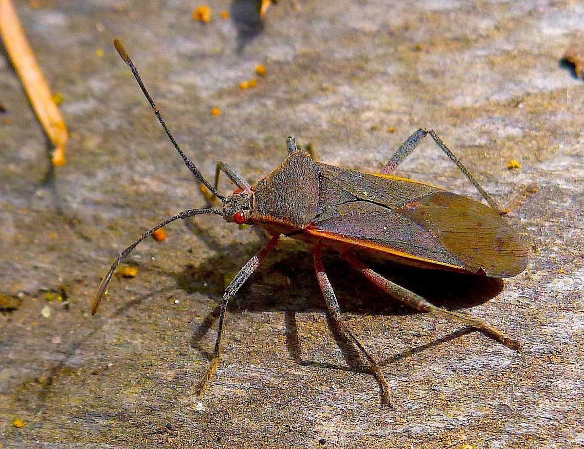 Red Eyed Bug from the Monarch Sanctuary