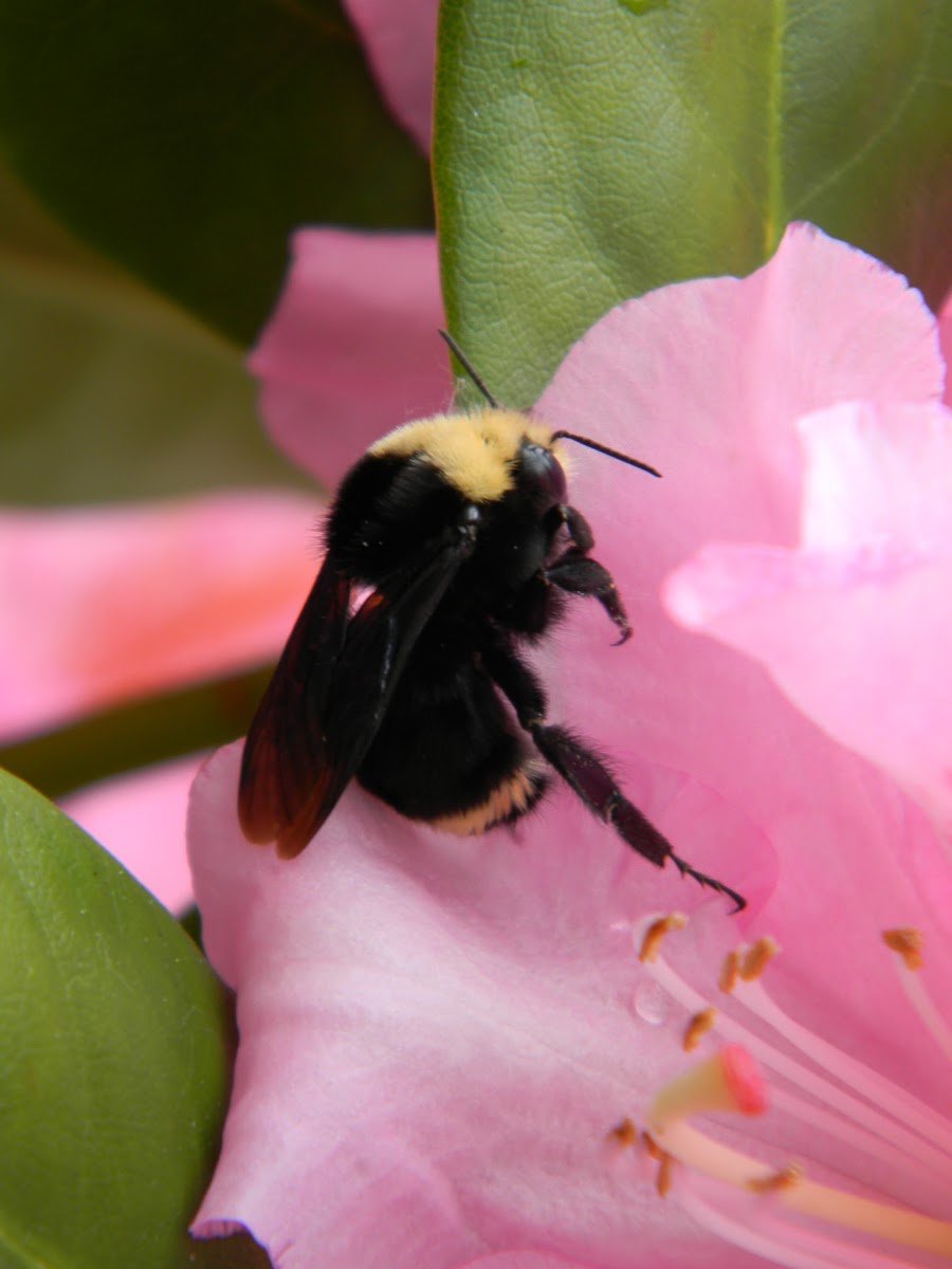 Obscure Bumble Bee