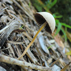 Woodchips fungi