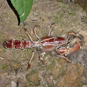Mangrove crayfish