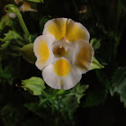 Wishbone Flower