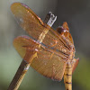 Fulvous Forest Skimmer