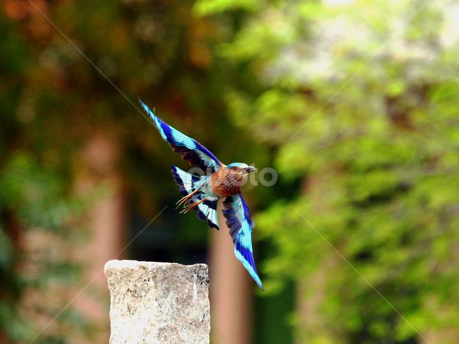 Indian Roller.. by Nithya Purushothaman - Animals Birds