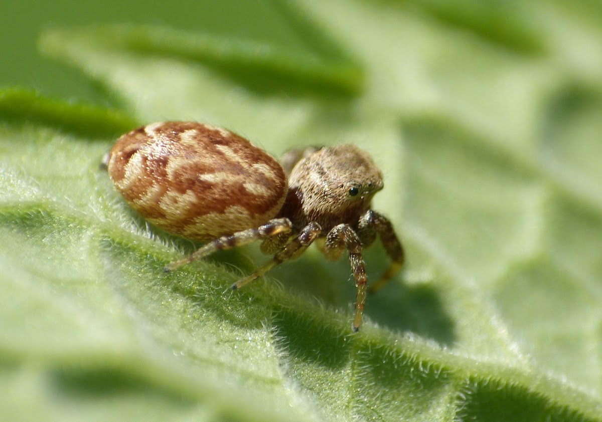 Jumping spider (female)