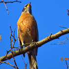 American robin