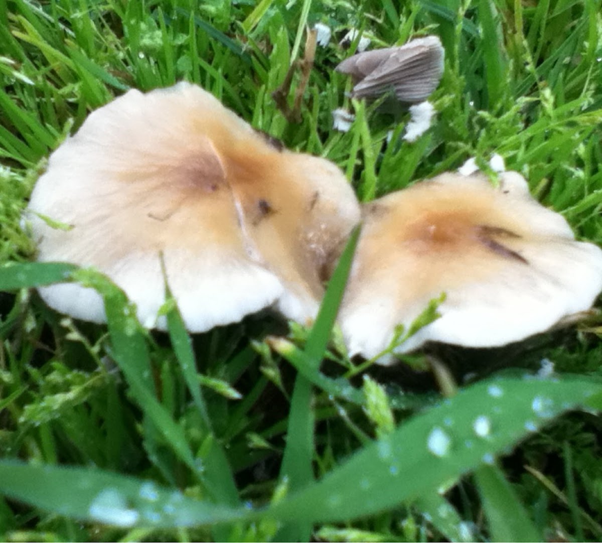 Unidentified mushroom 