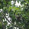 Three-toed Sloth, Drievingerige luiaard
