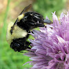 Brown-belted Bumble Bee - queen