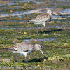 Black-tailed Godwit; Aguja Colinegra