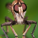 Robber Fly