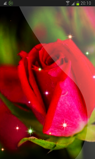 Roses Wallpaper