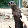 North American River Otter