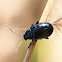 Cylindrical Leaf Beetle