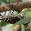 Brown-capped Woodpecker