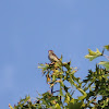 Eastern Wood-pewee